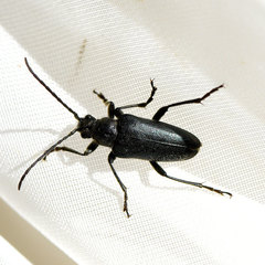 Brachysomida californica