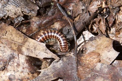 Semionellus placidus