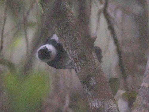 Pied Monarch (Arses kaupi), photo 2