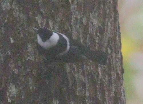 Pied Monarch (Arses kaupi)