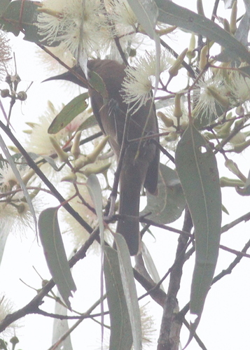 Dusky Myzomela (Myzomela obscura), photo 10