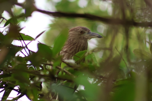 iNaturalist image