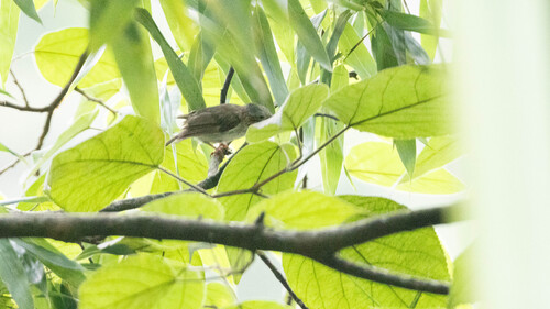 Indochinese Yuhina