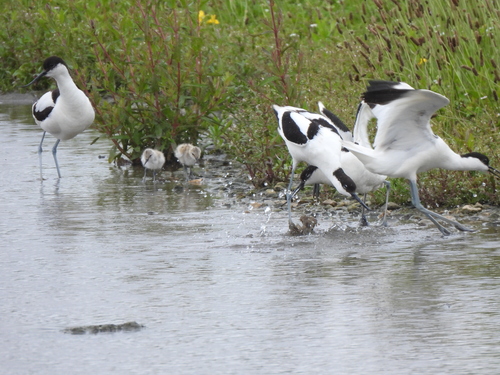 iNaturalist image