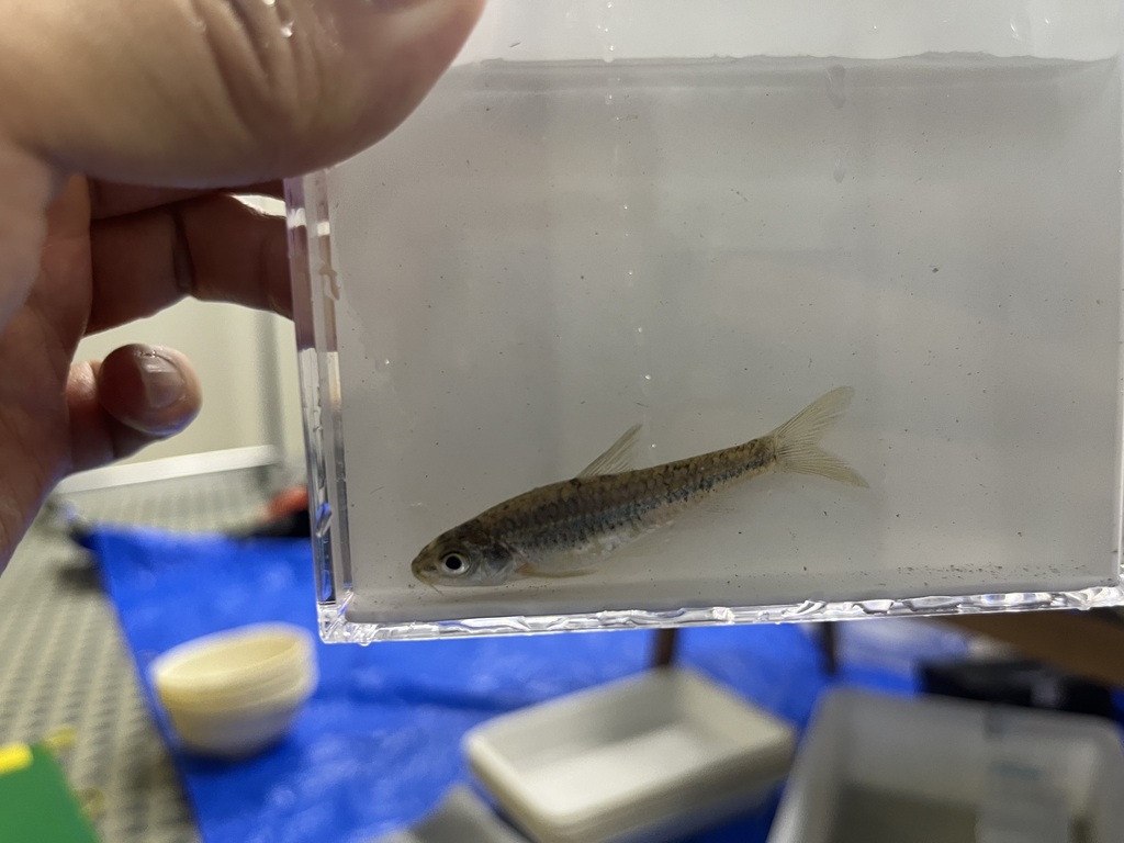 Slender gudgeon (Squalidus gracilis) — Cyprinidae