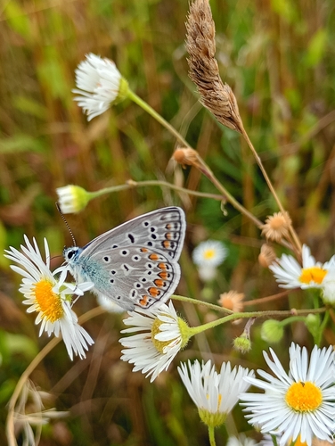 Common Blue