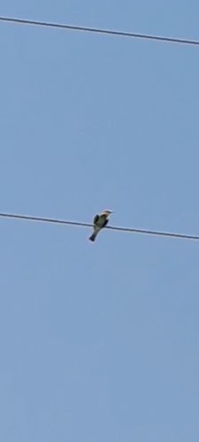 European Bee-eater