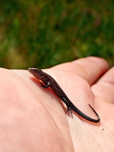 Viviparous Lizard