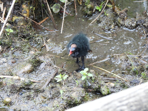 iNaturalist image