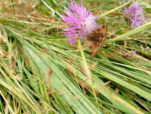 Burnet Companion