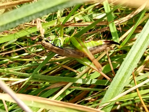 Roesel's Bush-cricket