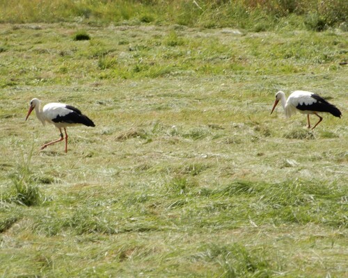 iNaturalist image