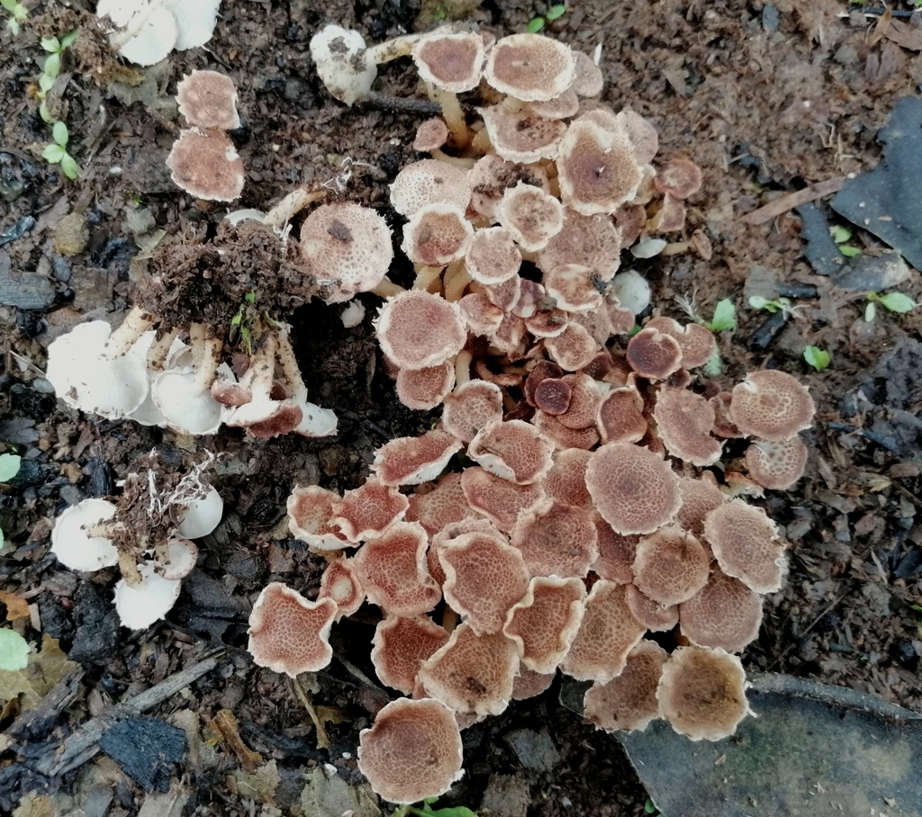 Ripartitella brasiliensis · May 2020 · photo: © heimatlos (iNaturalist, cc0)