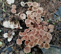Ripartitella brasiliensis