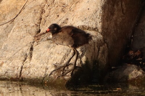iNaturalist image