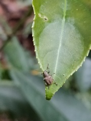 Fidia fulva