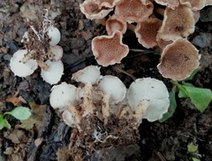 Ripartitella brasiliensis