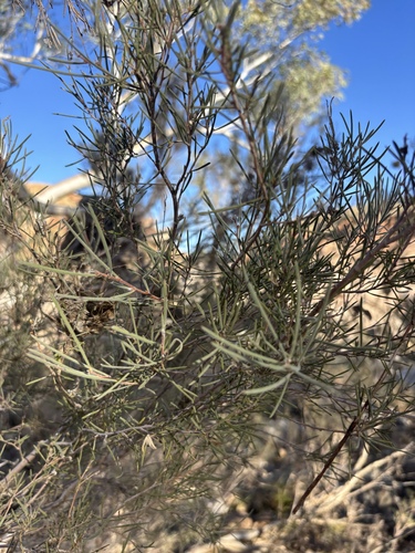 Melaleuca glomerata, 2026-07-27