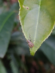 Fidia fulva