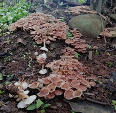 Ripartitella brasiliensis