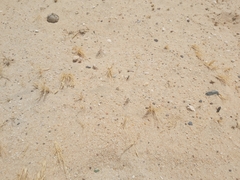 Cataglyphis adenensis