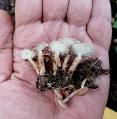 Ripartitella brasiliensis