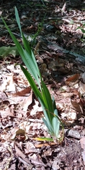 Iris verna