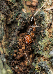 Odontomachus erythrocephalus