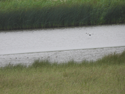 iNaturalist image
