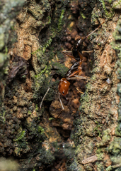 Odontomachus erythrocephalus
