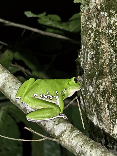 Chinese Flying Frog