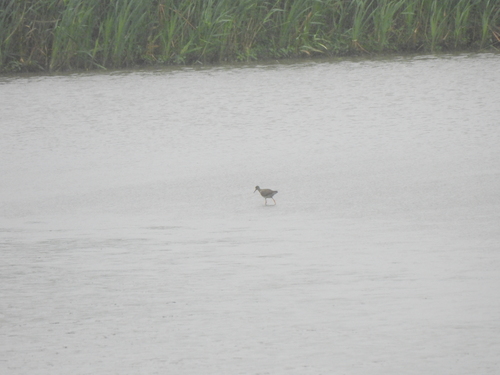 iNaturalist image