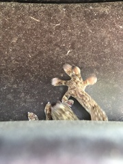 Gekko japonicus