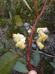 Eucalyptus annettae