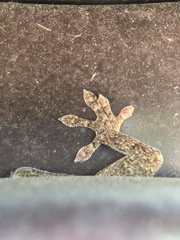 Gekko japonicus