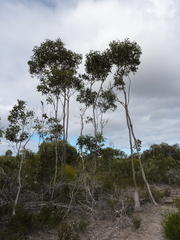 Eucalyptus annettae