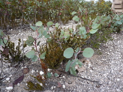Eucalyptus annettae
