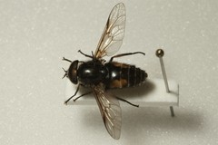 Hybomitra bimaculata