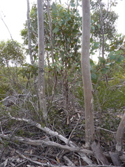 Eucalyptus annettae