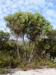 Eucalyptus notactites