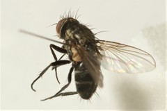 Actia infantula