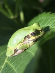 Hyla japonica
