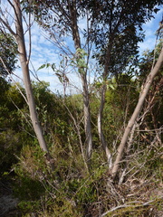 Eucalyptus notactites