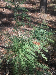 Phyllanthus fuernrohrii