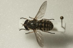 Tabanus maculicornis