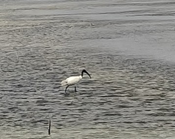 Black-headed Ibis