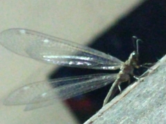 Myrmeleon