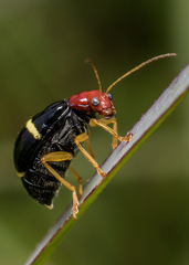 Gynandrobrotica