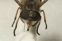 Tabanus maculicornis