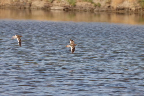 iNaturalist image